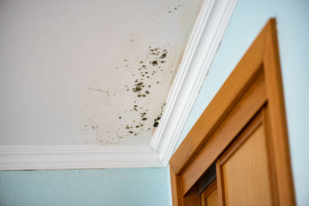 Best Office Mold Removal Services  in Milton, FL