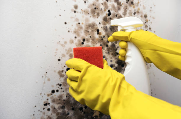 Best Certified Mold Removal  in Milton, FL