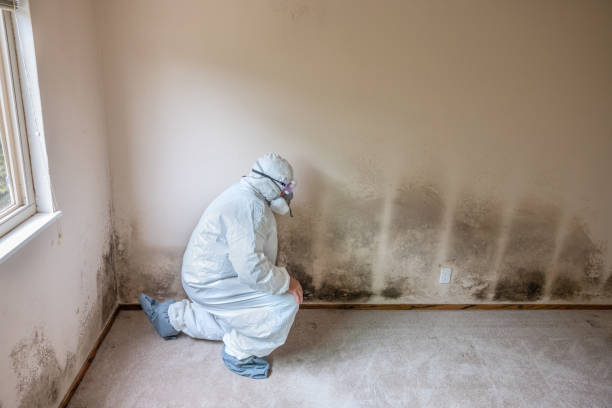 Best Emergency Mold Removal  in Milton, FL